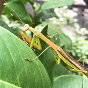 ダイアモンド仲間で集まって楽しんできました