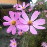 秋ですから！　筋トレダイエット