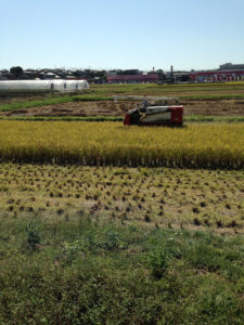 糖質制限の効果 ダイエット効果出たか?