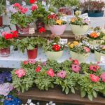 熊本 植木市 2019 白川河川敷に行ってみた 出店内容や会場の様子