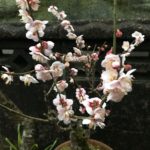 梅の花が咲いた 日月 玉牡丹 鹿児島紅 思いのまま 勿忘草の写真