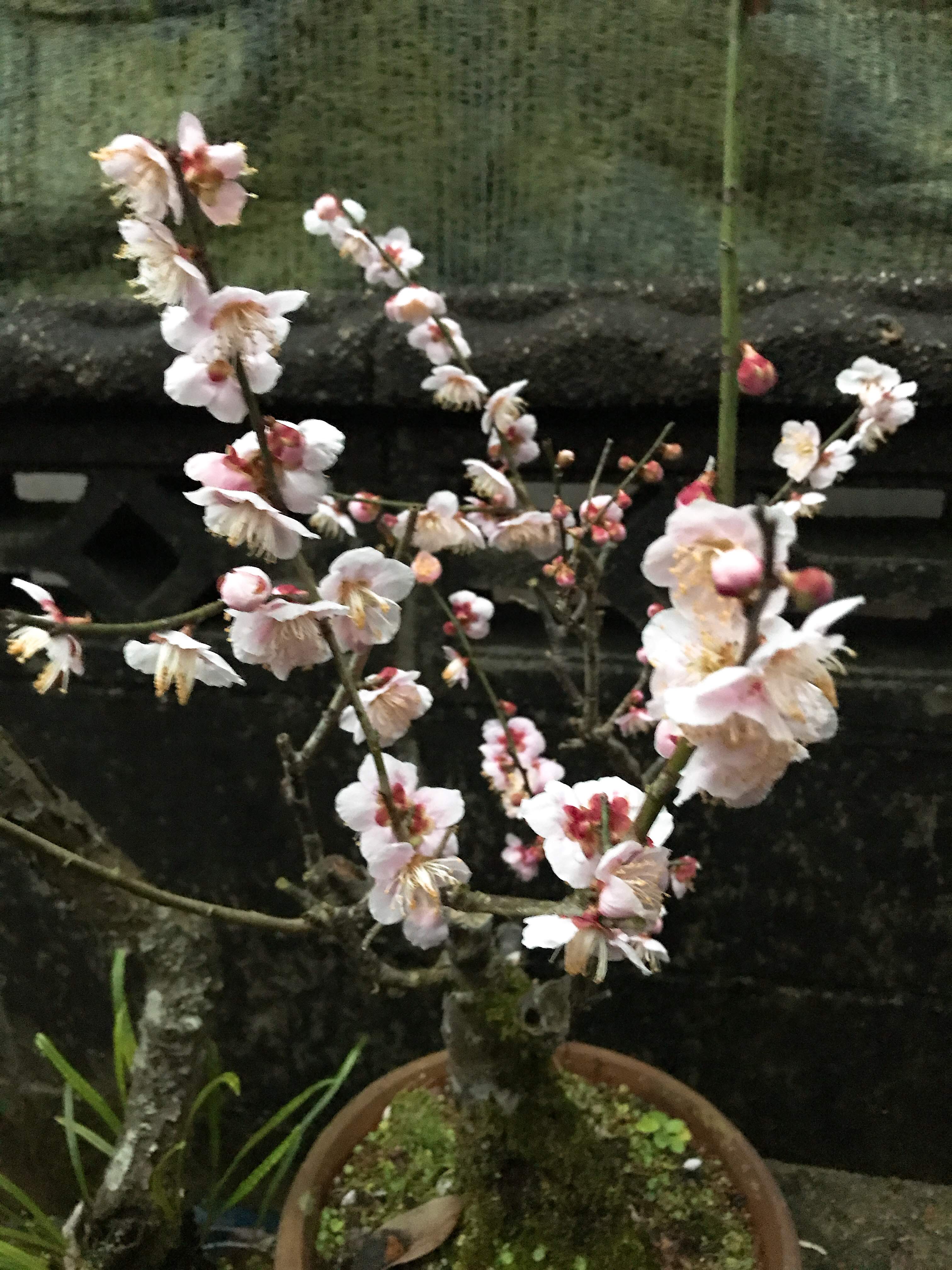 梅の花が咲いた　日月 玉牡丹 鹿児島紅 思いのまま 勿忘草の写真