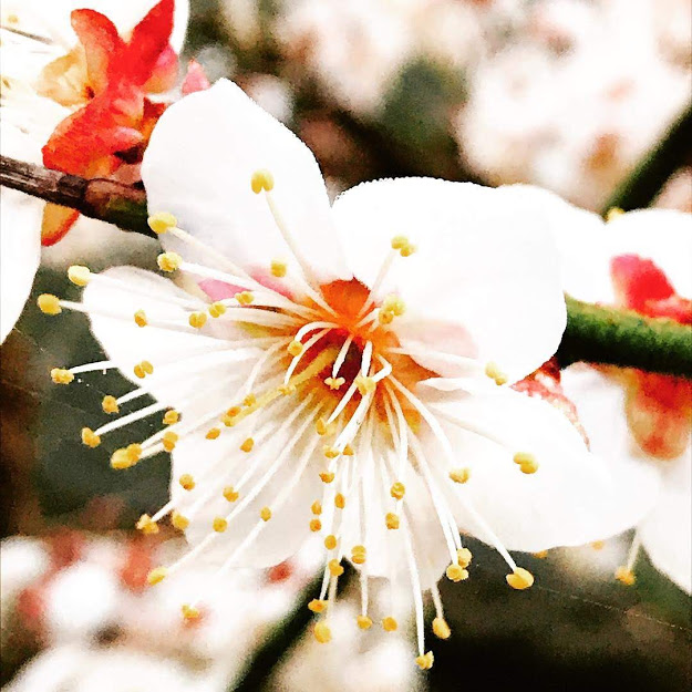 糖質制限その後について