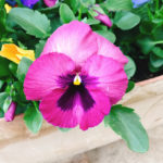 お久しぶりです