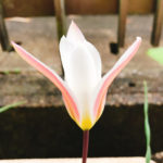 春を告げるものがたくさん来てますね