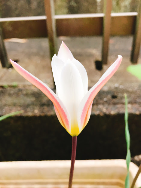 春を告げるものがたくさん来てますね