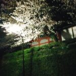 素直さの大切さについて
