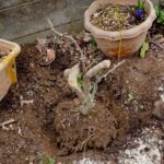 ブルーベリーの植え替え移動をしました 腰痛い