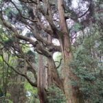 合気道を学ぶなら神社(神道)も学ぶのが必然か